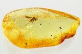 Detailed Fossil Long-Legged Fly (Dolichopodidae) in Baltic Amber #372582-1